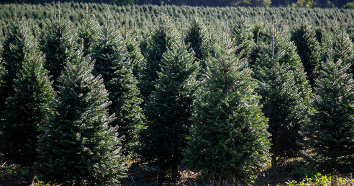 Rows of Evergreen Trees in a Christmas Tree Farm During the Day