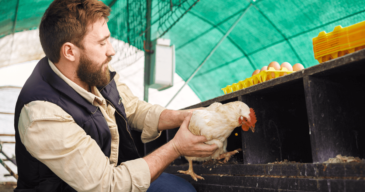 Chicken farmer with bird and eggs on a poultry farm